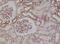 MYD88 Innate Immune Signal Transduction Adaptor antibody, NBP2-61565, Novus Biologicals, Immunohistochemistry paraffin image 