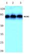 Minichromosome Maintenance Complex Component 5 antibody, PA5-75174, Invitrogen Antibodies, Western Blot image 