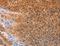 Alcohol Dehydrogenase Iron Containing 1 antibody, LS-C402872, Lifespan Biosciences, Immunohistochemistry paraffin image 