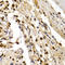 Transcription Factor Dp-1 antibody, LS-C334054, Lifespan Biosciences, Immunohistochemistry frozen image 