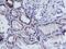 Frataxin antibody, M00842, Boster Biological Technology, Immunohistochemistry paraffin image 