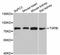 Transforming Growth Factor Beta Induced antibody, A2561, ABclonal Technology, Western Blot image 