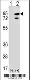 SNF-related serine/threonine-protein kinase antibody, 62-758, ProSci, Western Blot image 