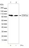 Signal Transducer And Activator Of Transcription 5A antibody, 710073, Invitrogen Antibodies, Western Blot image 