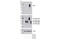 CD276 Molecule antibody, 14058S, Cell Signaling Technology, Western Blot image 