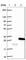 Nucleophosmin/Nucleoplasmin 3 antibody, HPA036296, Atlas Antibodies, Western Blot image 