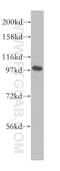 Golgin A1 antibody, 12640-1-AP, Proteintech Group, Western Blot image 