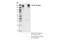 Colony Stimulating Factor 1 Receptor antibody, 67455S, Cell Signaling Technology, Immunoprecipitation image 