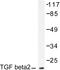 Transforming Growth Factor Beta 2 antibody, AP06351PU-N, Origene, Western Blot image 