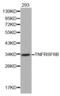 TNF Receptor Superfamily Member 6b antibody, abx000796, Abbexa, Western Blot image 