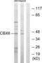 Chromobox protein homolog 6 antibody, LS-C118737, Lifespan Biosciences, Western Blot image 