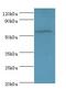 Amylase Alpha 1C (Salivary) antibody, LS-C377257, Lifespan Biosciences, Western Blot image 