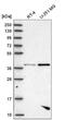 PDZ Binding Kinase antibody, NBP2-58043, Novus Biologicals, Western Blot image 