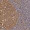 Protein Kinase C Delta antibody, NBP1-90957, Novus Biologicals, Immunohistochemistry frozen image 