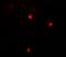 Kelch Like ECH Associated Protein 1 antibody, A00514, Boster Biological Technology, Immunofluorescence image 