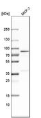 Long-chain fatty acid transport protein 4 antibody, HPA007293, Atlas Antibodies, Western Blot image 