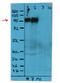 Lysosomal Associated Membrane Protein 1 antibody, AM08169PU-N, Origene, Western Blot image 