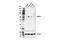 Matrix Metallopeptidase 13 antibody, 69926S, Cell Signaling Technology, Western Blot image 