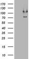 Coiled-Coil Domain Containing 93 antibody, TA800616, Origene, Western Blot image 