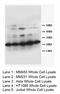 Tissue Factor Pathway Inhibitor 2 antibody, LS-C172081, Lifespan Biosciences, Western Blot image 