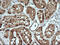 Kallikrein Related Peptidase 8 antibody, LS-C174724, Lifespan Biosciences, Immunohistochemistry paraffin image 