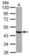 HGH1 Homolog antibody, GTX120021, GeneTex, Western Blot image 
