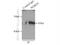 WD Repeat Domain 55 antibody, 20786-1-AP, Proteintech Group, Immunoprecipitation image 