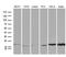 SUB1 Regulator Of Transcription antibody, MA5-27146, Invitrogen Antibodies, Western Blot image 