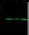 Purine Nucleoside Phosphorylase antibody, GTX02093, GeneTex, Western Blot image 