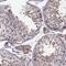 WD Repeat Domain 63 antibody, NBP2-32639, Novus Biologicals, Immunohistochemistry frozen image 