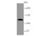 Mucin 4, Cell Surface Associated antibody, A01652-1, Boster Biological Technology, Western Blot image 