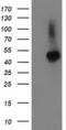 Tubulin Folding Cofactor E Like antibody, MA5-25481, Invitrogen Antibodies, Western Blot image 