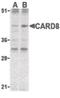 Caspase recruitment domain-containing protein 8 antibody, orb86707, Biorbyt, Western Blot image 
