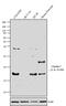 Claudin 7 antibody, 37-4800, Invitrogen Antibodies, Western Blot image 