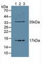 KI-67 antibody, LS-C300230, Lifespan Biosciences, Western Blot image 