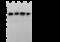 Enolase 2 antibody, 105674-T36, Sino Biological, Western Blot image 
