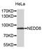 NEDD8 Ubiquitin Like Modifier antibody, STJ112048, St John
