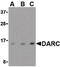 Duffy antigen/chemokine receptor antibody, LS-C19691, Lifespan Biosciences, Western Blot image 