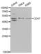 CD47 Molecule antibody, abx001519, Abbexa, Western Blot image 