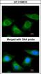 Thyroxine-binding globulin antibody, GTX109010, GeneTex, Immunocytochemistry image 