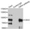 Chromobox 4 antibody, LS-C334570, Lifespan Biosciences, Immunoprecipitation image 
