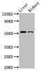 Prostaglandin E Receptor 4 antibody, orb401560, Biorbyt, Western Blot image 