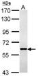 Keratin 4 antibody, NBP1-33592, Novus Biologicals, Western Blot image 