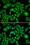 Hexose-6-Phosphate Dehydrogenase/Glucose 1-Dehydrogenase antibody, LS-C334720, Lifespan Biosciences, Immunofluorescence image 