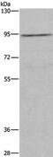 Mucin 15, Cell Surface Associated antibody, PA5-50199, Invitrogen Antibodies, Western Blot image 