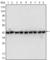 Beta-Actin antibody, abx010457, Abbexa, Western Blot image 