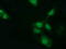 Glutathione S-Transferase Theta 2 (Gene/Pseudogene) antibody, LS-C115750, Lifespan Biosciences, Immunofluorescence image 