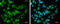 BCL2 Associated Transcription Factor 1 antibody, GTX130772, GeneTex, Immunocytochemistry image 
