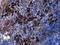 Platelet And Endothelial Cell Adhesion Molecule 1 antibody, GTX632645, GeneTex, Immunohistochemistry paraffin image 
