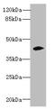 Zinc Finger And SCAN Domain Containing 9 antibody, A62022-100, Epigentek, Western Blot image 
